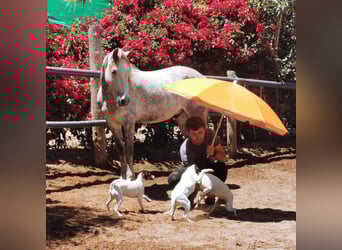 Andalusier, Wallach, 5 Jahre, 148 cm, Schimmel