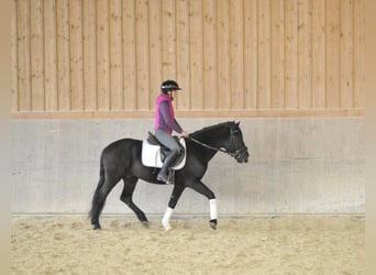 Andalusier, Wallach, 5 Jahre, 149 cm, Rappe