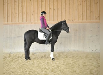 Andalusier, Wallach, 5 Jahre, 149 cm, Rappe