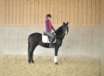 Andalusier, Wallach, 5 Jahre, 149 cm, Rappe