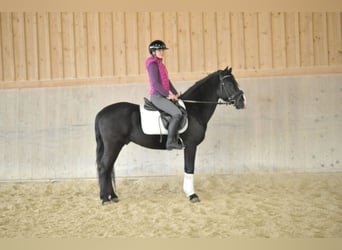 Andalusier, Wallach, 5 Jahre, 149 cm, Rappe