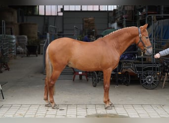 Andalusier, Wallach, 5 Jahre, 150 cm, Dunkelfuchs