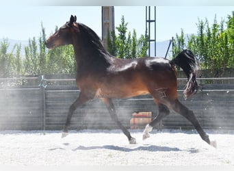 Andalusier, Wallach, 5 Jahre, 151 cm, Dunkelbrauner