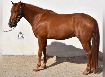 Andalusier, Wallach, 5 Jahre, 151 cm, Fuchs