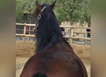 Andalusier, Wallach, 5 Jahre, 152 cm, Brauner