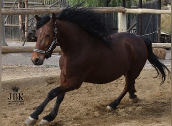 Andalusier, Wallach, 5 Jahre, 152 cm, Brauner