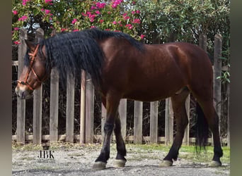 Andalusier, Wallach, 5 Jahre, 152 cm, Brauner