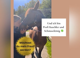 Andalusier Mix, Wallach, 5 Jahre, 152 cm, Brauner