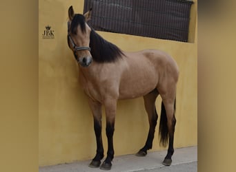 Andalusier, Wallach, 5 Jahre, 152 cm, Falbe