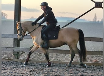 Andalusier, Wallach, 5 Jahre, 152 cm, Falbe