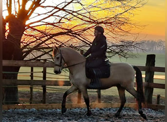 Andalusier, Wallach, 5 Jahre, 152 cm, Falbe