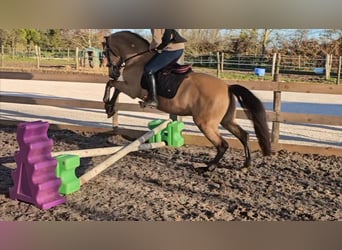 Andalusier, Wallach, 5 Jahre, 152 cm, Falbe