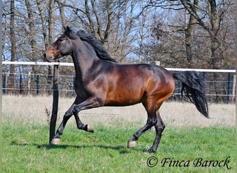 Andalusier, Wallach, 5 Jahre, 153 cm, Brauner