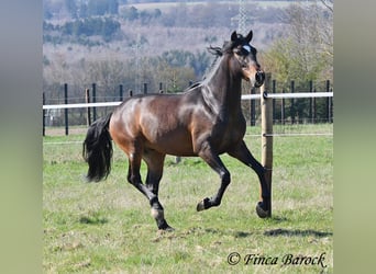 Andalusier, Wallach, 5 Jahre, 153 cm, Brauner