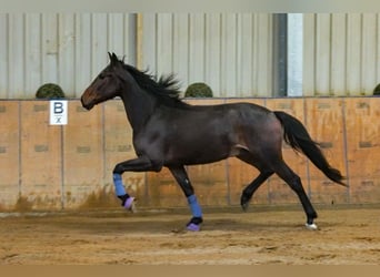 Andalusier, Wallach, 5 Jahre, 153 cm, Brauner