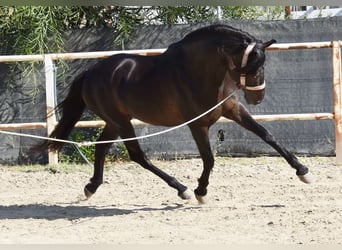 Andalusier, Wallach, 5 Jahre, 153 cm, Rappe