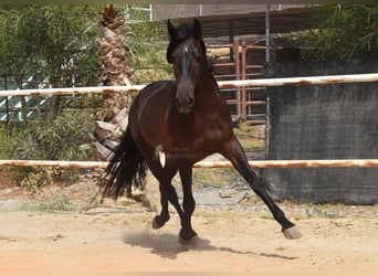 Andalusier, Wallach, 5 Jahre, 153 cm, Rappe