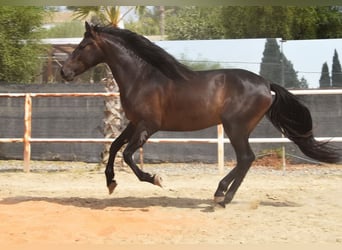 Andalusier, Wallach, 5 Jahre, 153 cm, Rappe