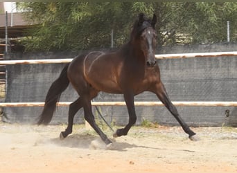 Andalusier, Wallach, 5 Jahre, 153 cm, Rappe