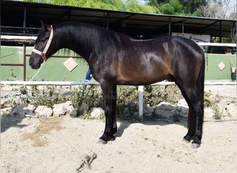 Andalusier, Wallach, 5 Jahre, 153 cm, Rappe