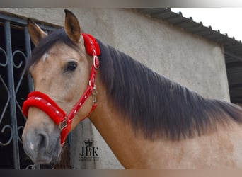 Andalusier, Wallach, 5 Jahre, 154 cm, Falbe