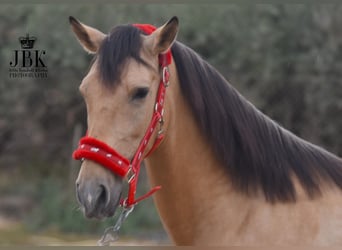 Andalusier, Wallach, 5 Jahre, 154 cm, Falbe