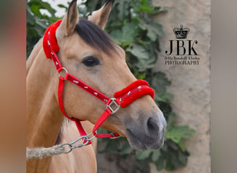 Andalusier, Wallach, 5 Jahre, 154 cm, Falbe