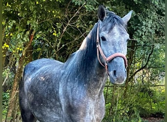 Andalusier, Wallach, 5 Jahre, 154 cm, Rappschimmel