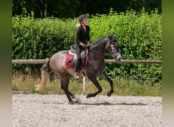 Andalusier, Wallach, 5 Jahre, 155 cm, Blauschimmel