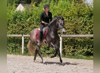 Andalusier, Wallach, 5 Jahre, 155 cm, Blauschimmel