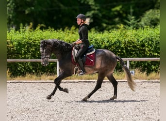 Andalusier, Wallach, 5 Jahre, 155 cm, Blauschimmel