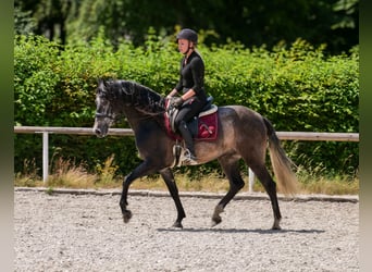 Andalusier, Wallach, 5 Jahre, 155 cm, Blauschimmel