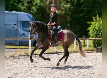Andalusier, Wallach, 5 Jahre, 155 cm, Blauschimmel