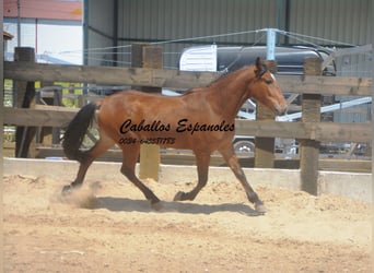 Andalusier, Wallach, 5 Jahre, 155 cm, Brauner