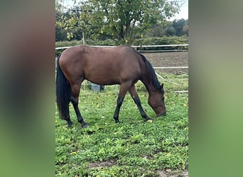 Andalusier, Wallach, 5 Jahre, 155 cm, Dunkelbrauner
