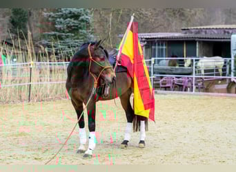 Andalusier, Wallach, 5 Jahre, 155 cm, Falbe