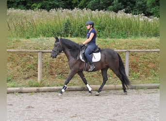 Andalusier, Wallach, 5 Jahre, 155 cm, Rappe