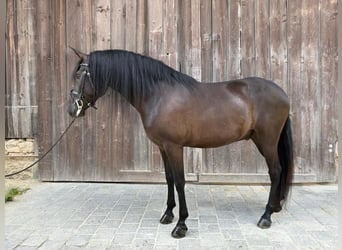 Andalusier, Wallach, 5 Jahre, 155 cm, Rappe