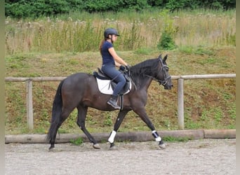 Andalusier, Wallach, 5 Jahre, 155 cm, Rappe