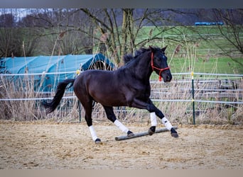 Andalusier, Wallach, 5 Jahre, 155 cm, Rappe
