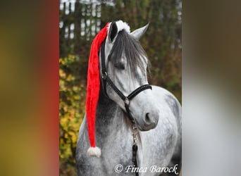 Andalusier, Wallach, 5 Jahre, 156 cm