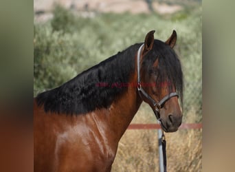 Andalusier, Wallach, 5 Jahre, 156 cm, Brauner