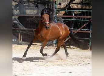 Andalusier, Wallach, 5 Jahre, 156 cm, Brauner
