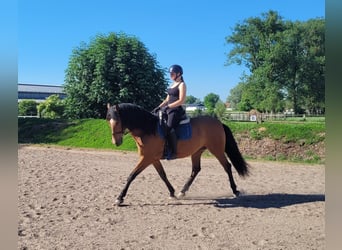 Andalusier Mix, Wallach, 5 Jahre, 156 cm, Brauner