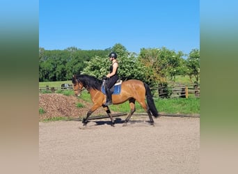 Andalusier Mix, Wallach, 5 Jahre, 156 cm, Brauner