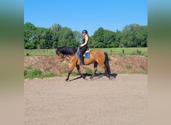 Andalusier Mix, Wallach, 5 Jahre, 156 cm, Brauner