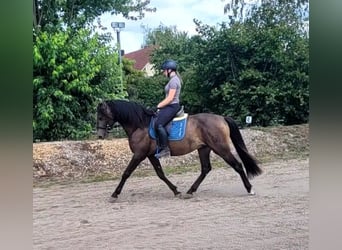 Andalusier Mix, Wallach, 5 Jahre, 156 cm, Buckskin