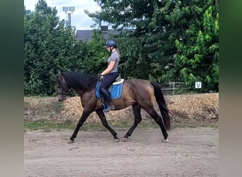 Andalusier Mix, Wallach, 5 Jahre, 156 cm, Buckskin