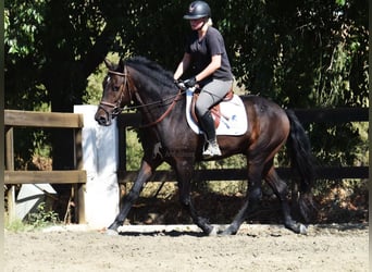 Andalusier, Wallach, 5 Jahre, 156 cm, Dunkelbrauner