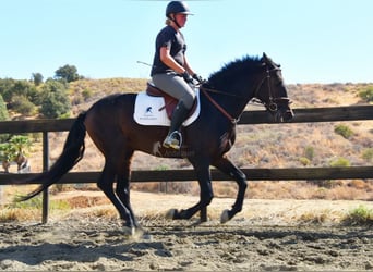 Andalusier, Wallach, 5 Jahre, 156 cm, Dunkelbrauner